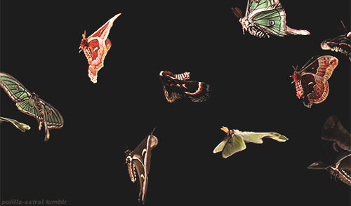 Бабочки — метаморфоза