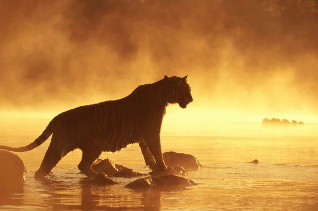 Спящий дракон